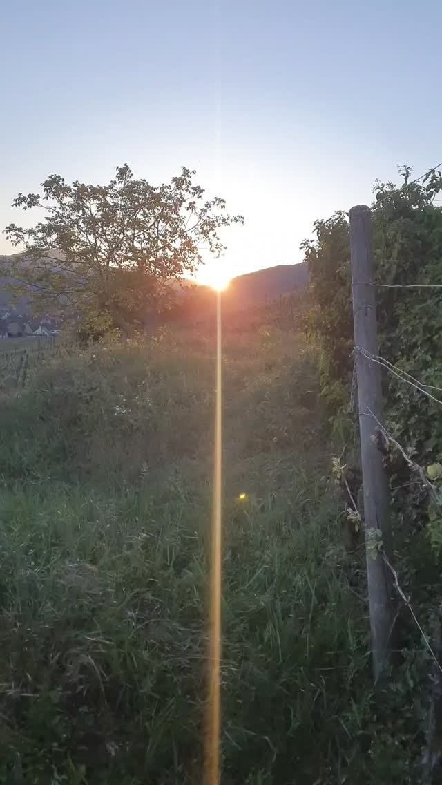Travail de la vigne